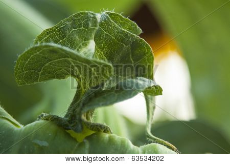The Leaf Of Marrow