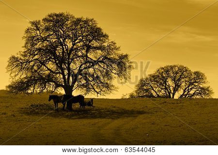 Silhouette Of Oak Trees And Horses