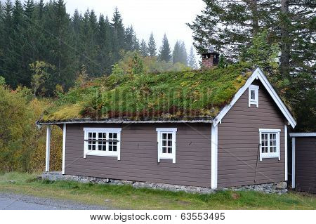Grass Roof