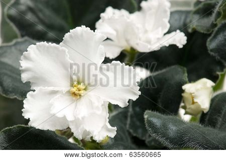 Violet Flower