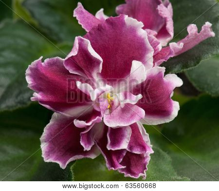 Violet Flower