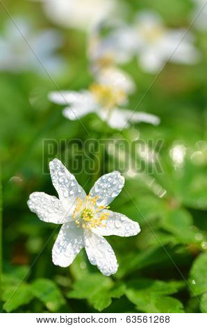 closeup of anemone flowers in the morning dew of springtime