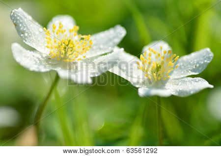 closeup of anemone flowers in the morning dew of springtime