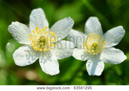 closeup of anemone flowers in the morning dew of springtime