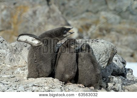 Adelie penguin (Pygoscelis adeliae) chicks