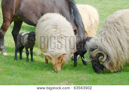 Farm Animals Grazing