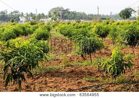 a field full of mango trees around one and half years old awaiting to grow up