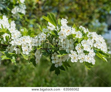 White Blossoming Hawthorn In Sunlight