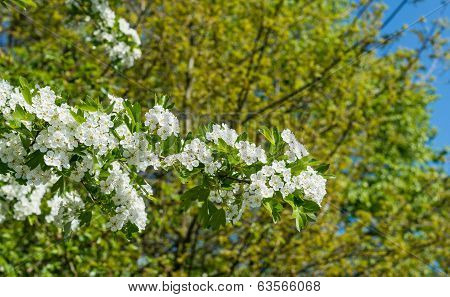 White Blossoming Hawthorn In Sunlight