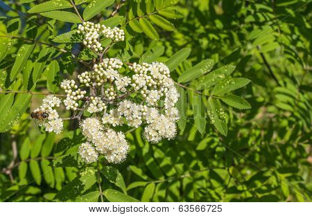 Buds And Blossoms Of A European Rowan
