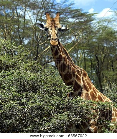Giraffe