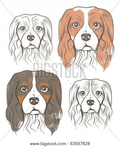 Vector illustration of Dogs - Cavalier King Charles Spaniel