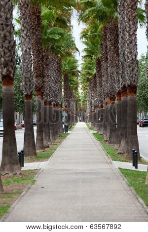 The neverending avenue with palms in Manacor. Majorca Spain