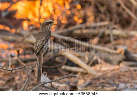 Yellow-billed Shrike Perched In Front Of A Fire