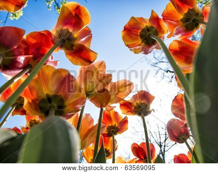 Red And Orange Tulips Seen From Below
