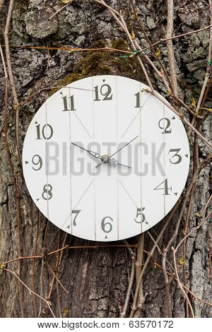 clock hung on a tree