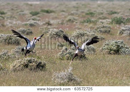 Chasing Secretary Birds