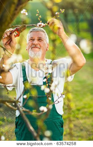 Portrait of a handsome senior man gardening in his garden, on a lovely spring day (color toned image)