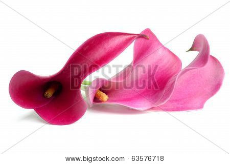 calla blossom