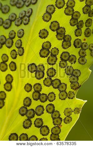 Fern Spore Capsules
