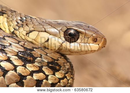 Garter Snake (thamnophis Sirtalis)
