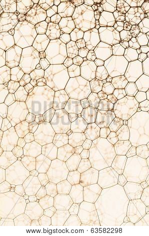 Cells