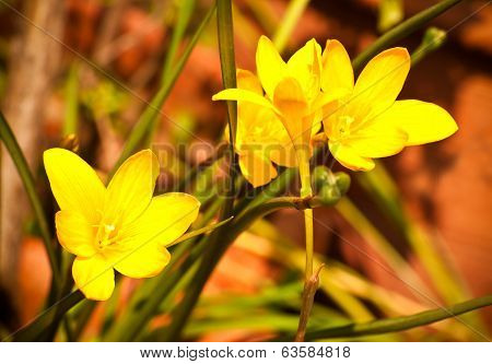 Yellow Rainlily