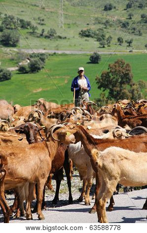 Goatherd in Spanish countryside.