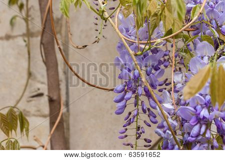 Wisteria Sinensis