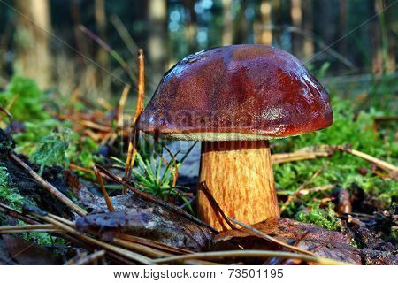 Mushroom Xerocomus Badius