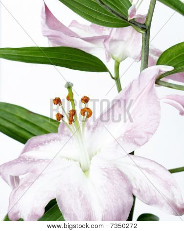 Una luce Liliy viola su sfondo bianco