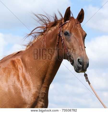 Nice Budyonny Horse Standing On Meadow