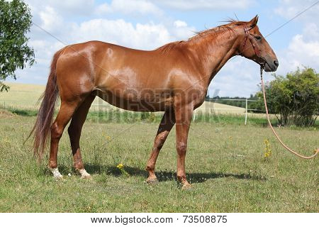 Nice Budyonny Horse Standing On Meadow