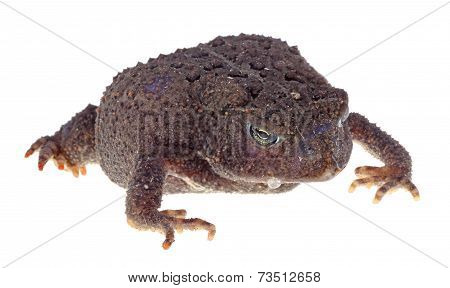 Ugly Toad