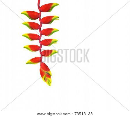 Red Heloconia Flower