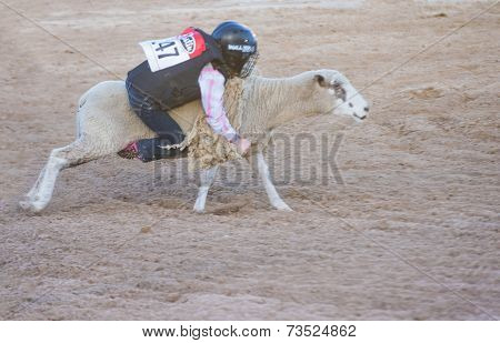 Mutton Busting