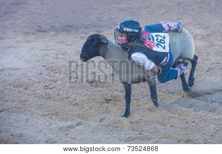 Mutton Busting