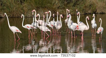 Greater flamingos, phoenicopterus roseus, Camargue, France