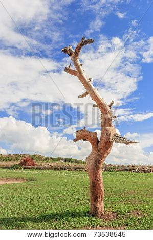Dead Trunk