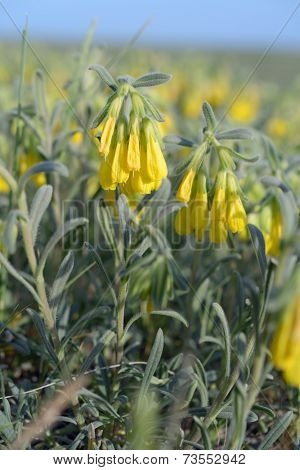 Flowers of Golden-flowered Onosma in Crimea