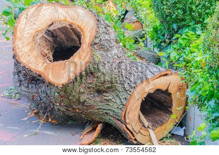 Hollowed-out Tree Trunk
