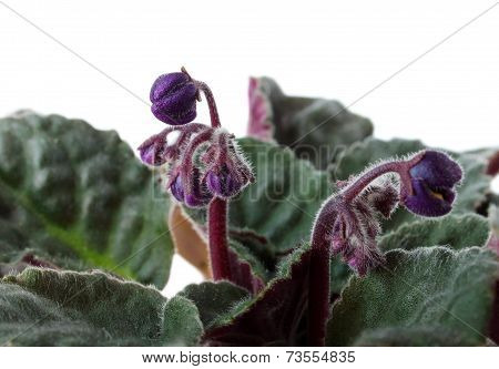 African Flower With Unopened Buds