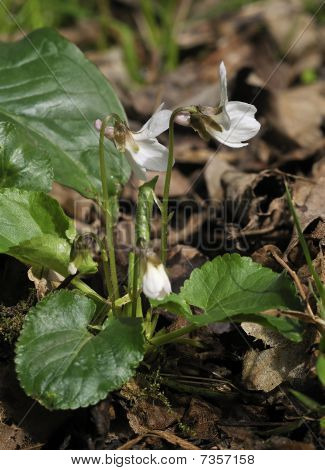 Biały słodki fiołek - Viola odorata