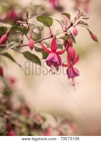 Vintage Red Purple Fuchsia Flower