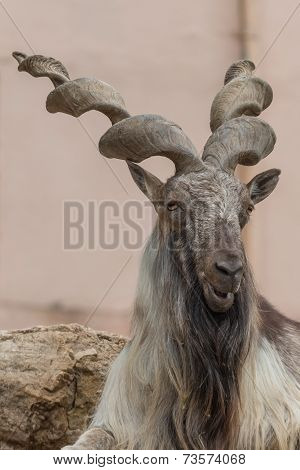 Billygoat