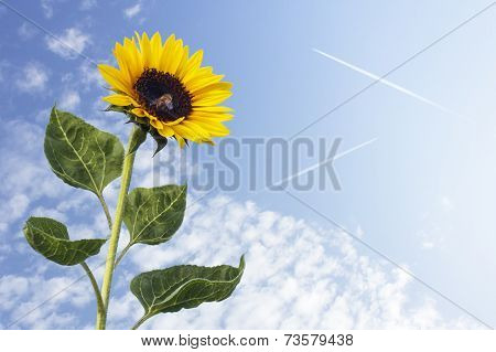 Sunflower against the sky