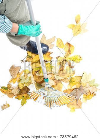 Closeup of gardener sweeping pile of dead fall leaves with fan rake, shot from above on white background