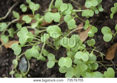 Young Plant