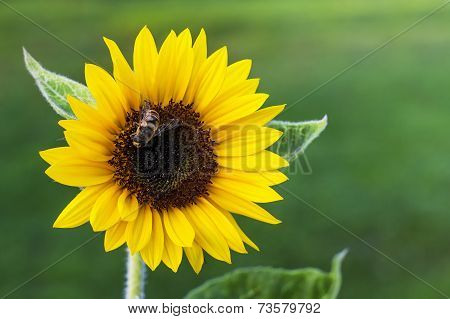 Sunflower with a bee
