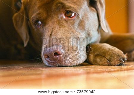 Sad Sight Of Brown Labrador Retriever